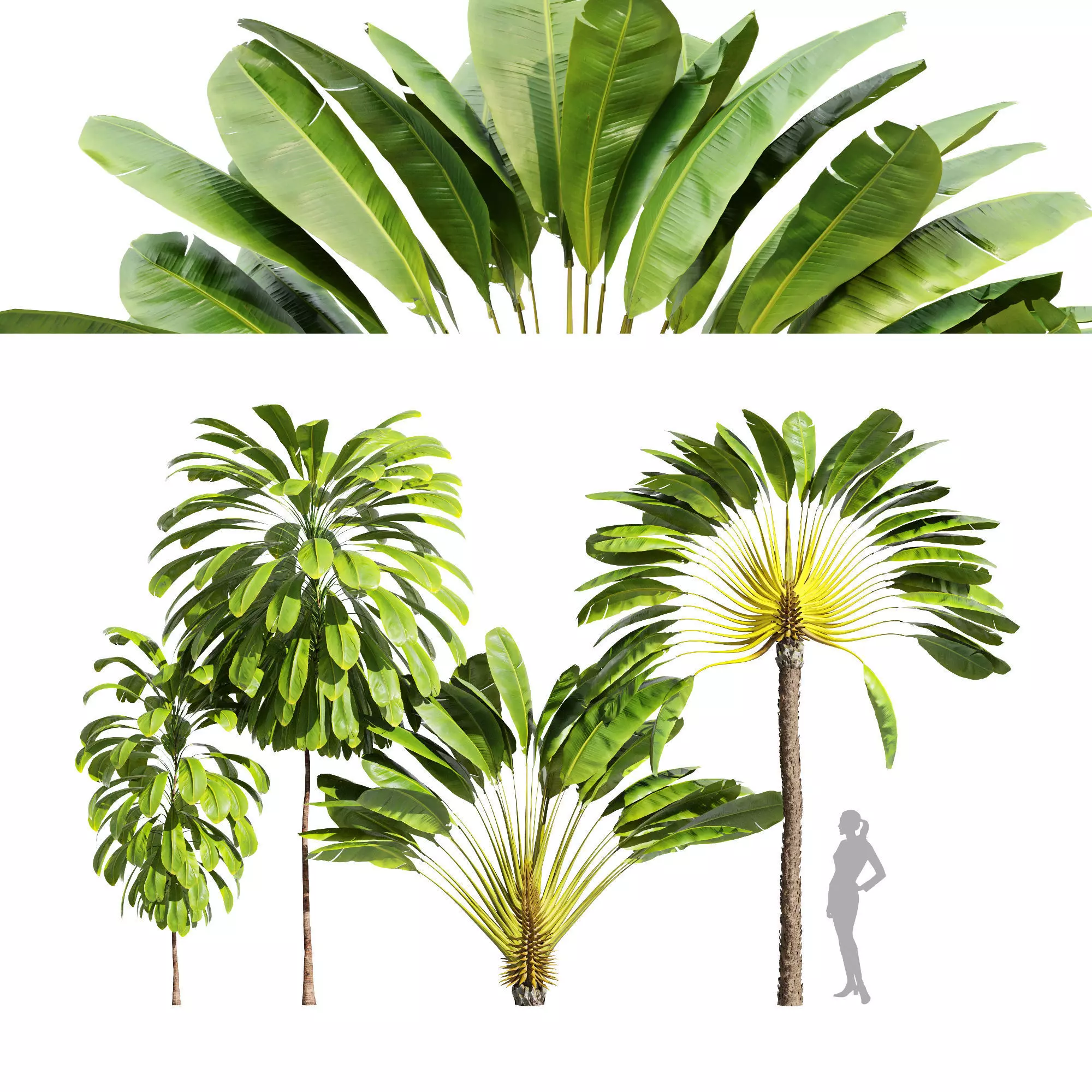 4tree Ravenala Madagascariensis Travelers Broad Leaved Palm 3D model