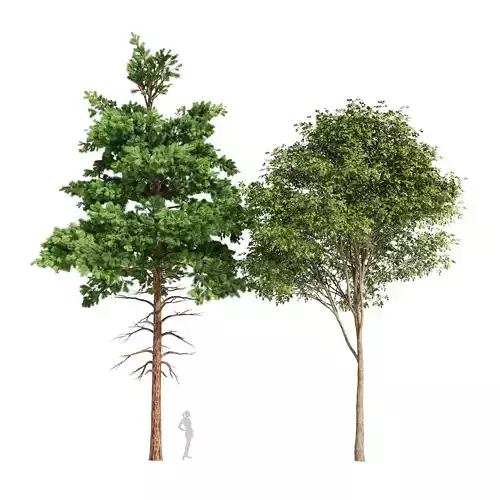 2tree Pine Planting Whaite Gray alder alnus incana Free 3D model