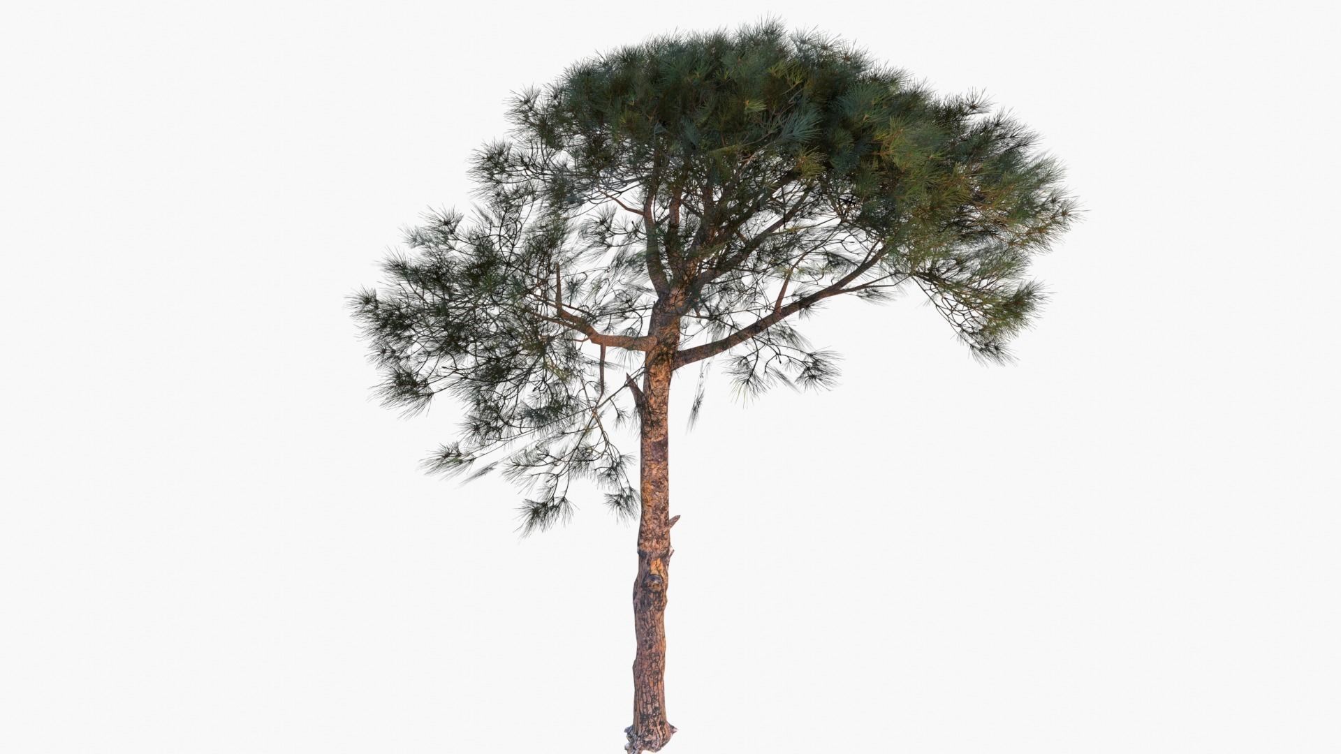 Pinus Pinea - Italian Stone Pine - Lowpoly and Game-Ready Low-poly 3D model_1