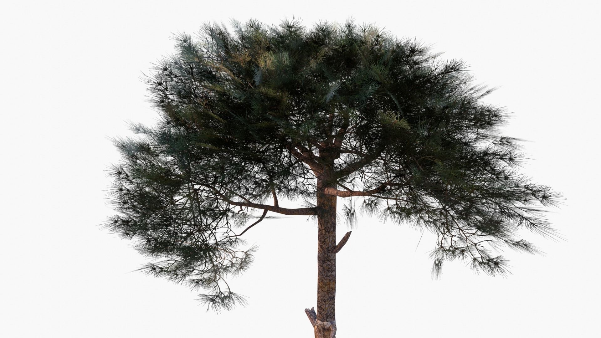 Pinus Pinea - Italian Stone Pine - Lowpoly and Game-Ready Low-poly 3D model_6
