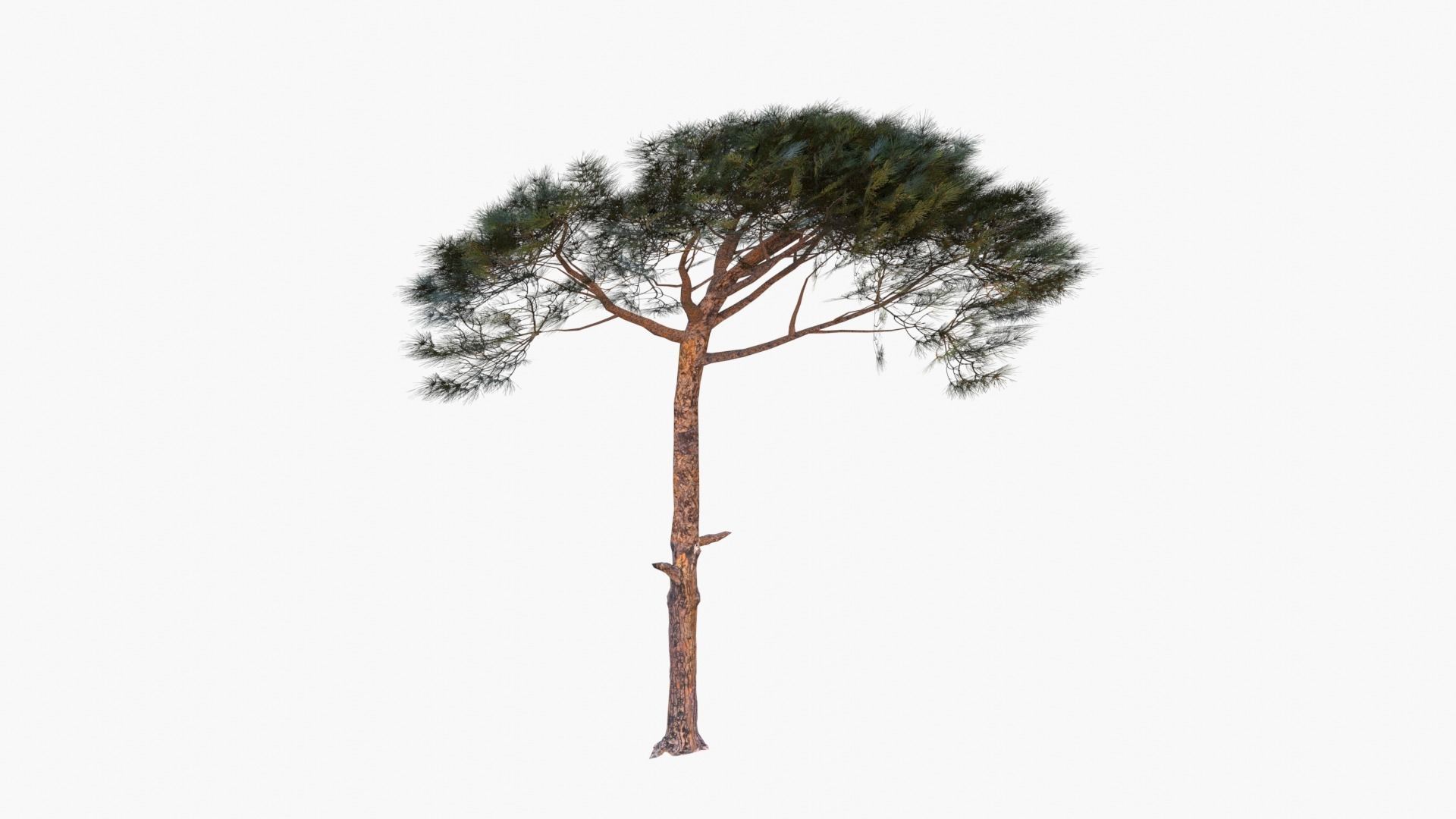 Pinus Pinea - Italian Stone Pine - Lowpoly and Game-Ready Low-poly 3D model_2
