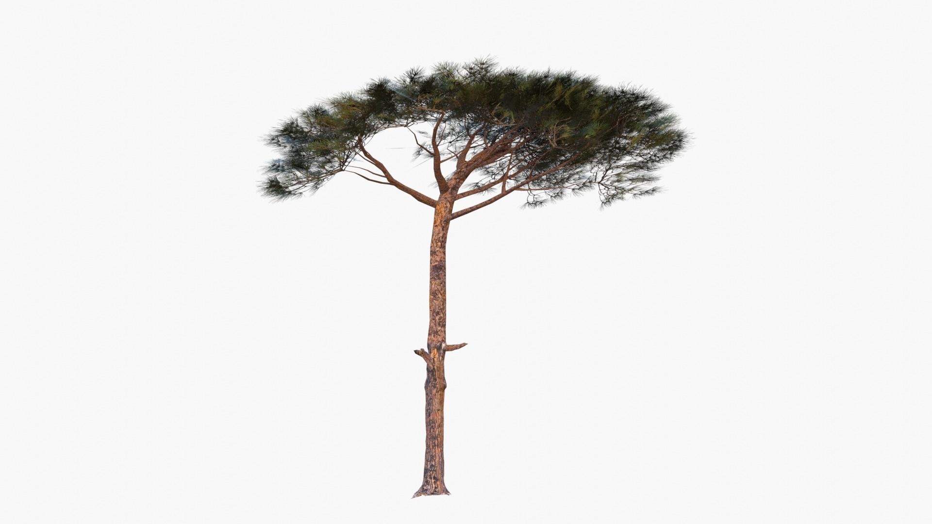 Pinus Pinea - Italian Stone Pine - Lowpoly and Game-Ready Low-poly 3D model_5