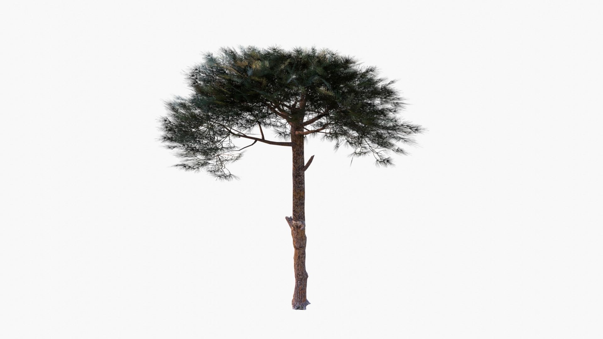 Pinus Pinea - Italian Stone Pine - Lowpoly and Game-Ready Low-poly 3D model_4