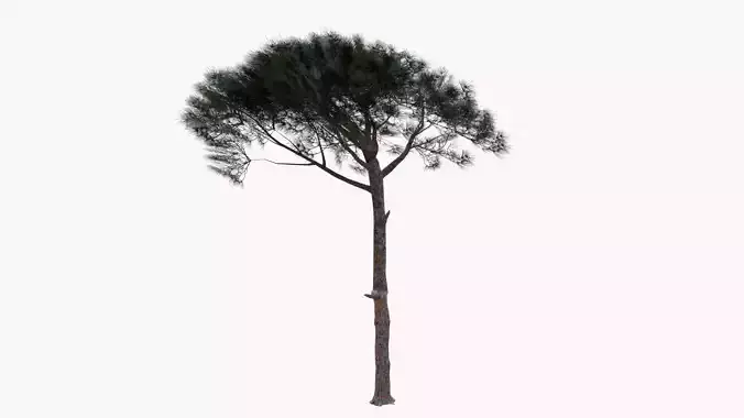 Pinus Pinea - Italian Stone Pine - Lowpoly and Game-Ready Low-poly 3D model