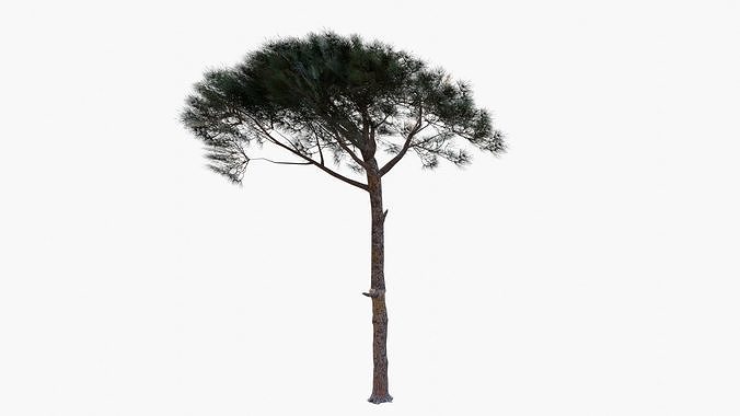 Pinus Pinea - Italian Stone Pine - Lowpoly and Game-Ready Low-poly 3D model