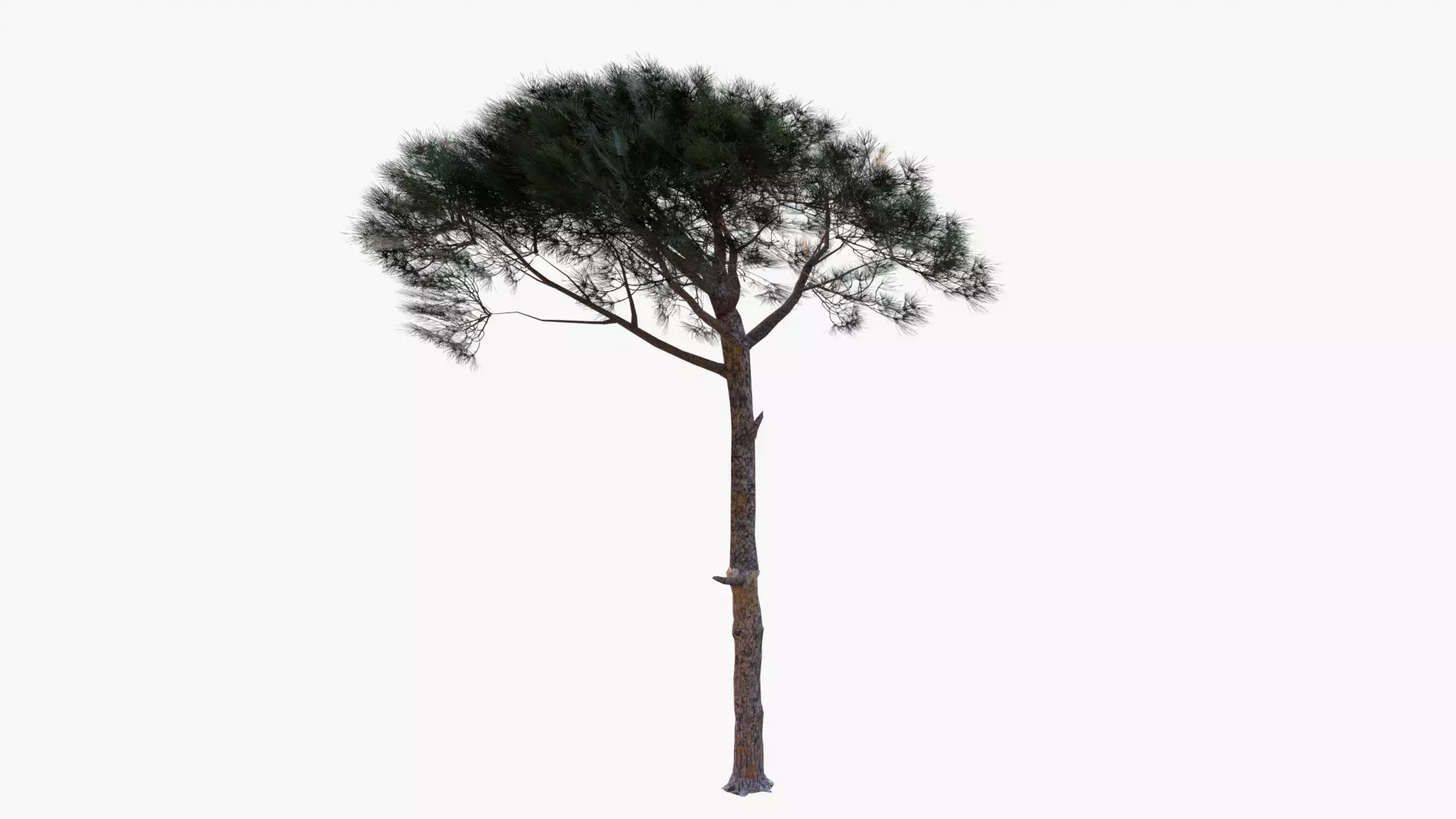 Pinus Pinea - Italian Stone Pine - Lowpoly and Game-Ready Low-poly 3D model_0