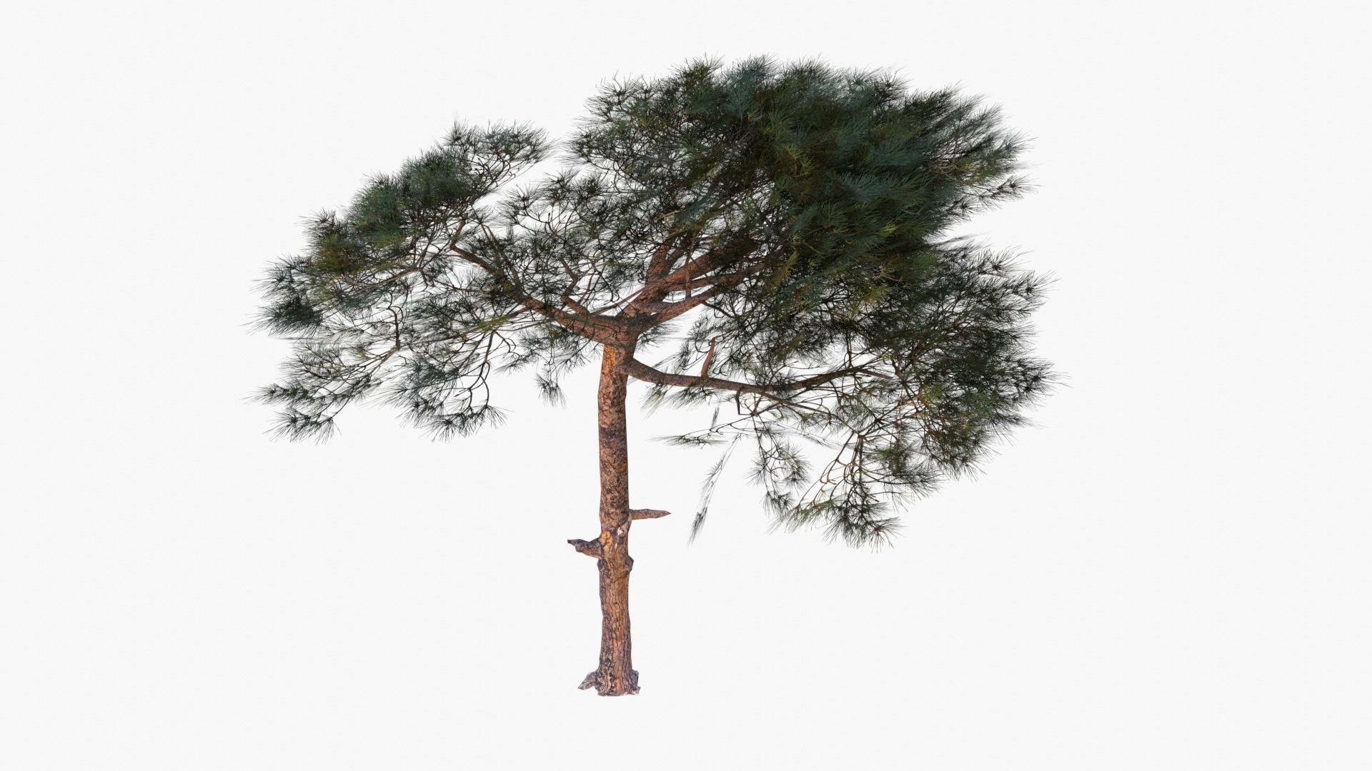 Pinus Pinea - Italian Stone Pine - Lowpoly and Game-Ready Low-poly 3D model_3