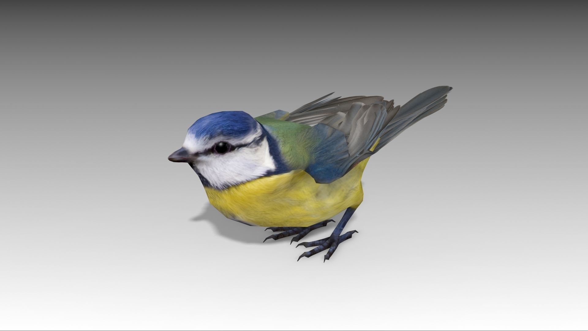 Blue tit Low-poly 3D model_6