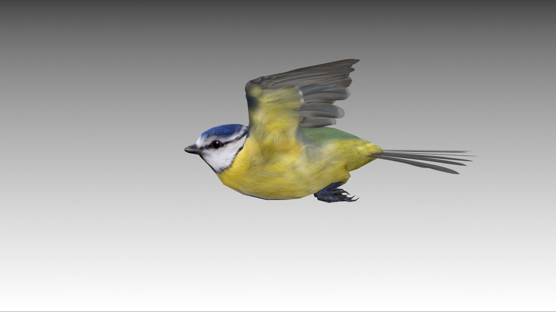 Blue tit Low-poly 3D model_8