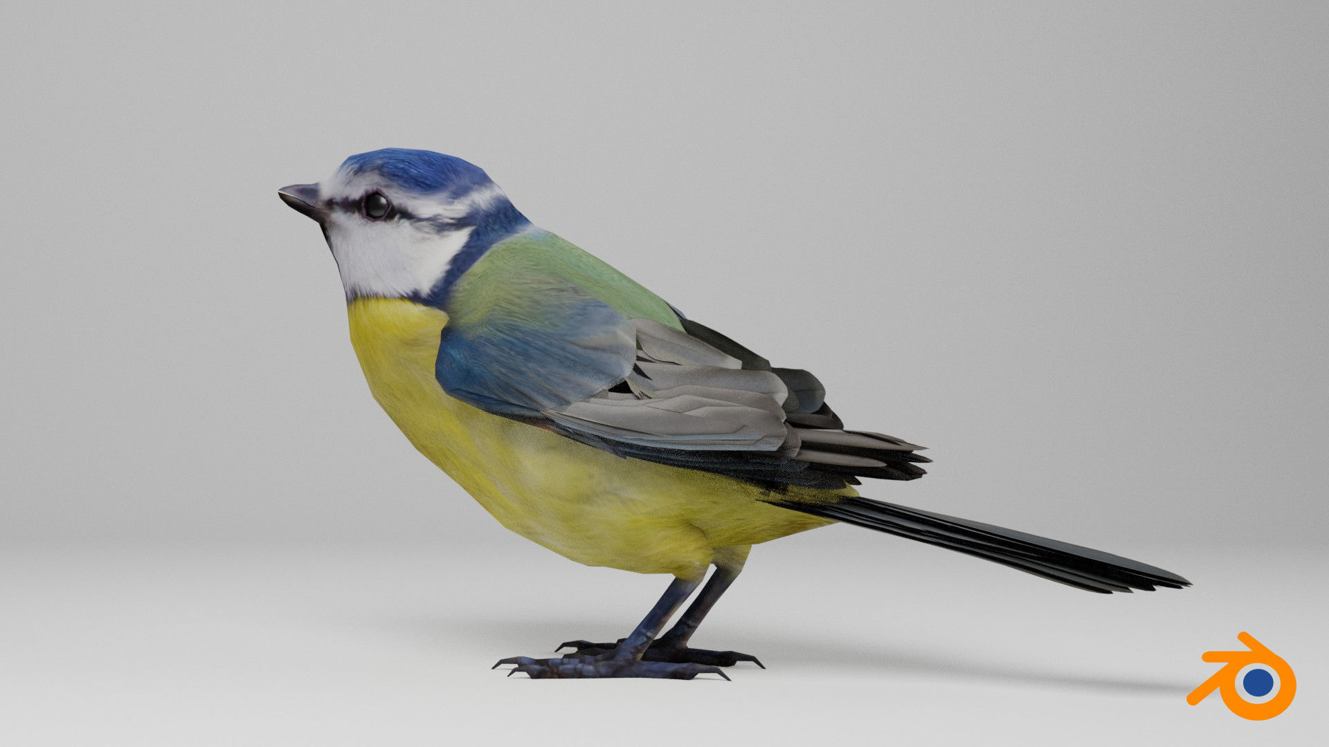 Blue tit Low-poly 3D model_12
