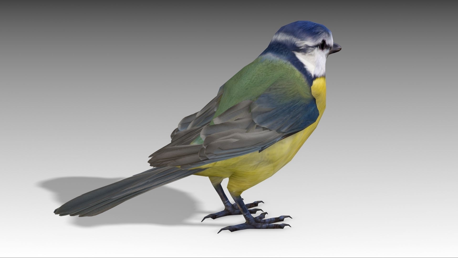 Blue tit Low-poly 3D model_11