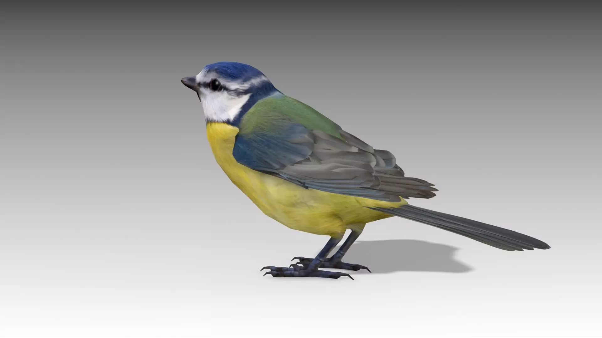Blue tit Low-poly 3D model_0