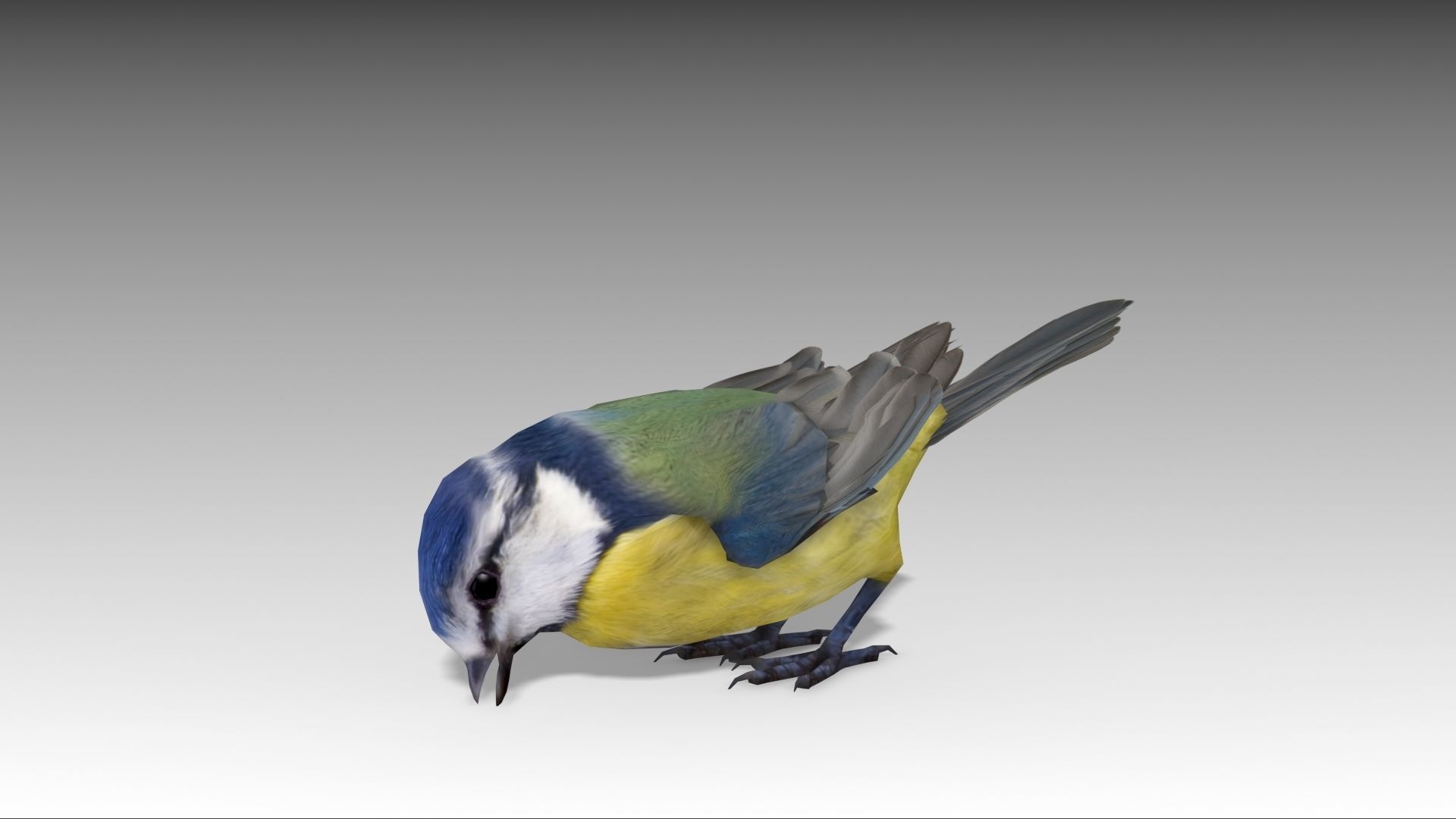 Blue tit Low-poly 3D model_4