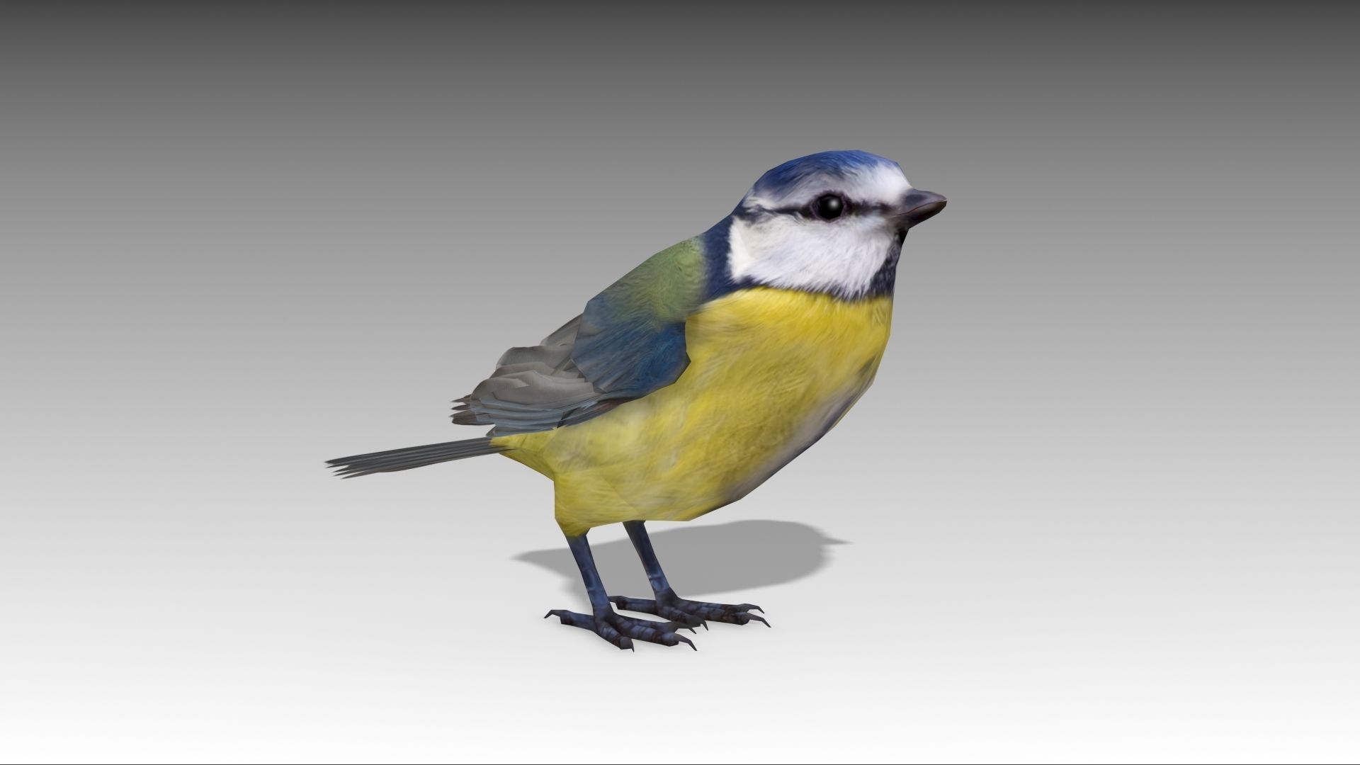 Blue tit Low-poly 3D model_3