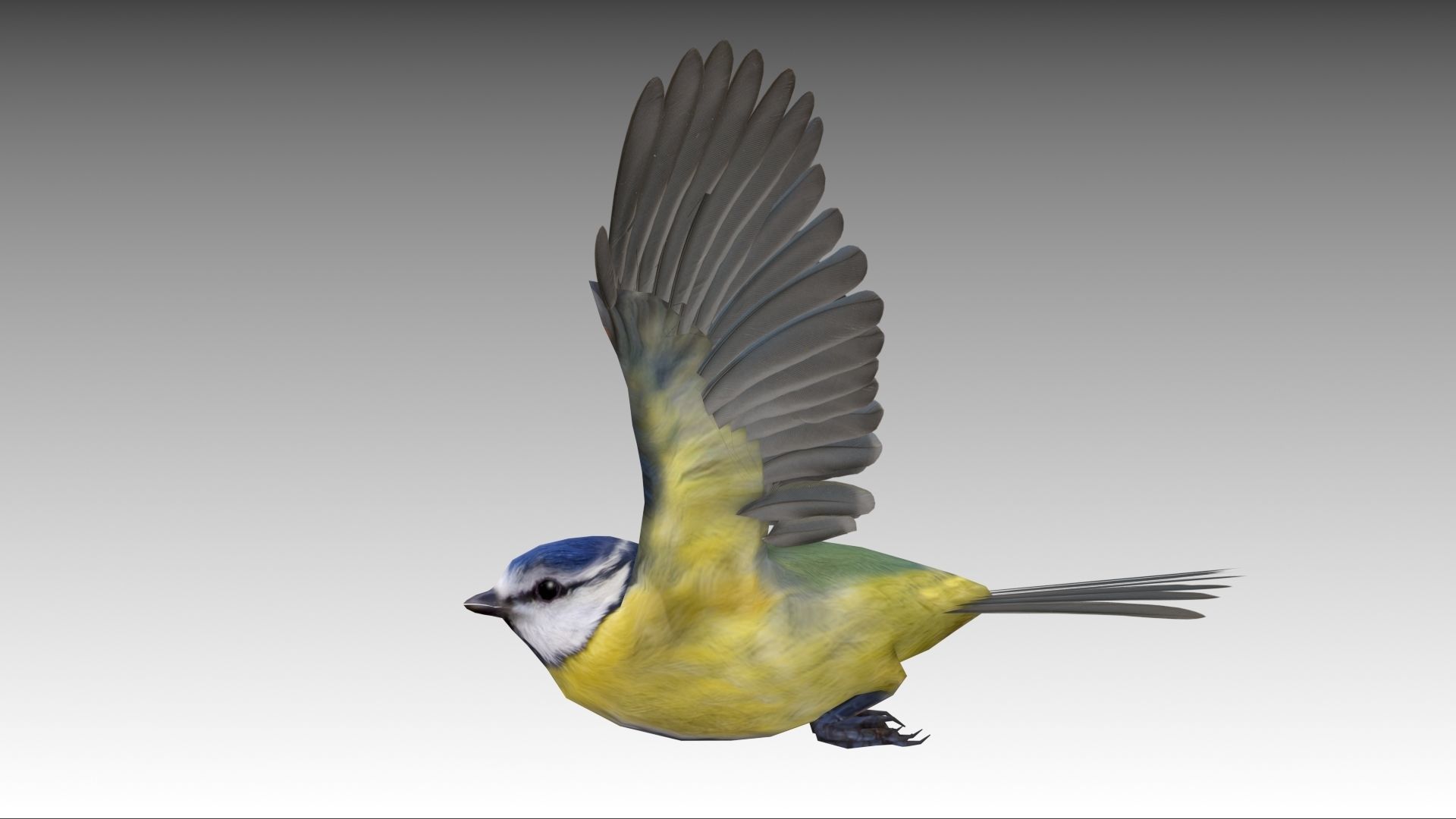 Blue tit Low-poly 3D model_9