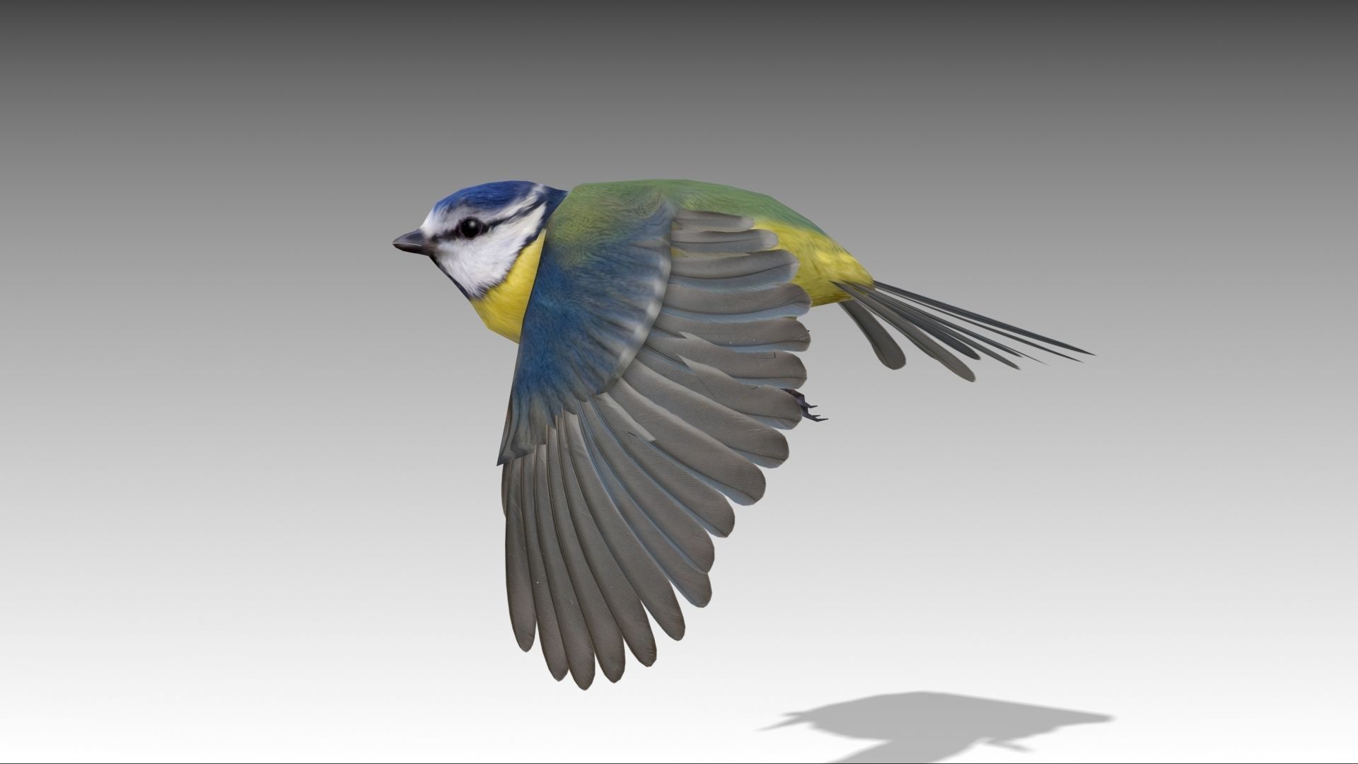 Blue tit Low-poly 3D model_7