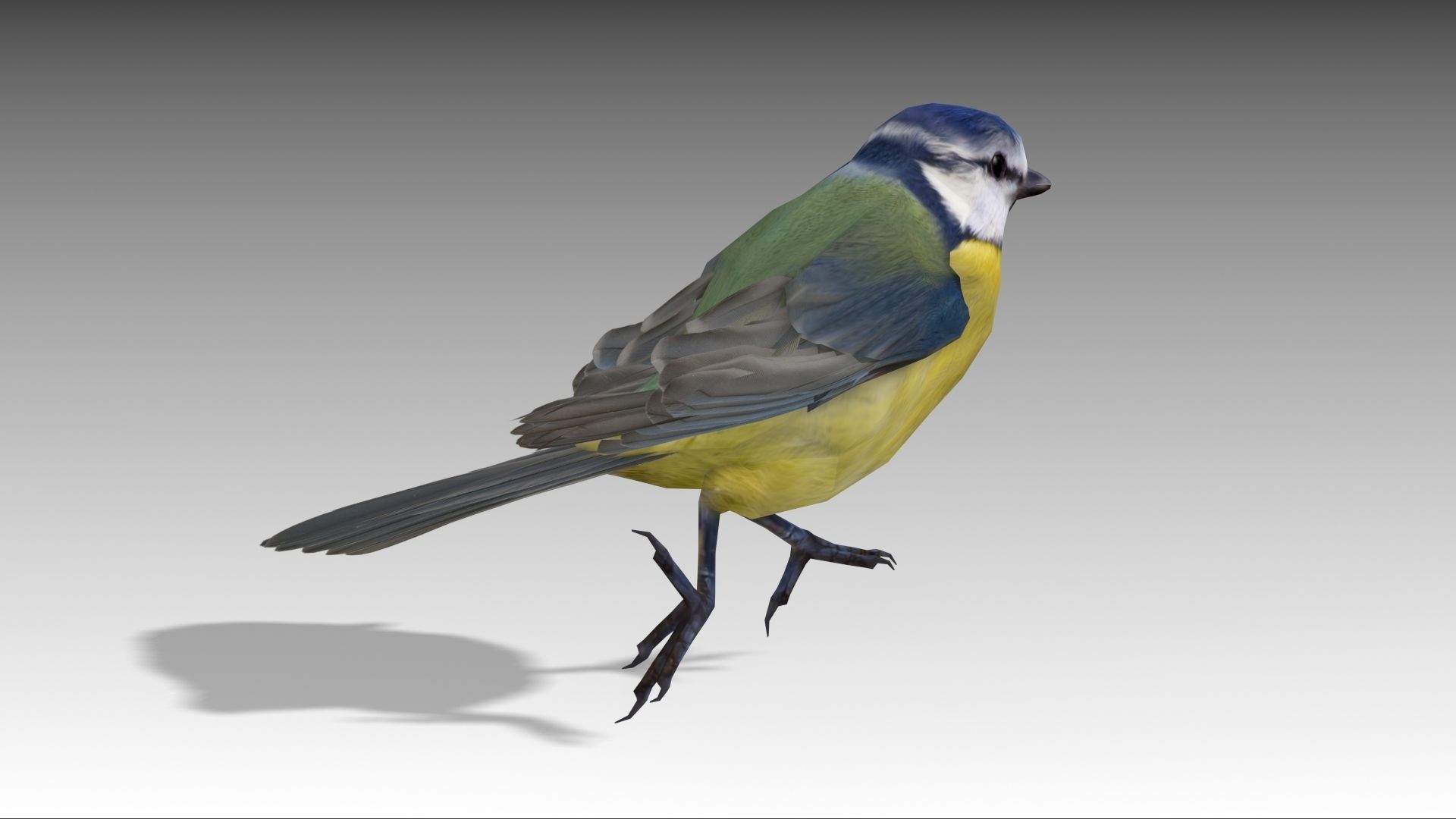 Blue tit Low-poly 3D model_5