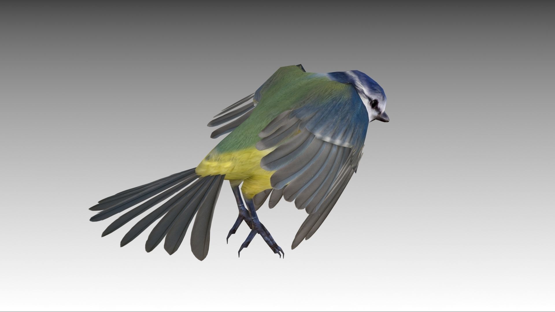 Blue tit Low-poly 3D model_10