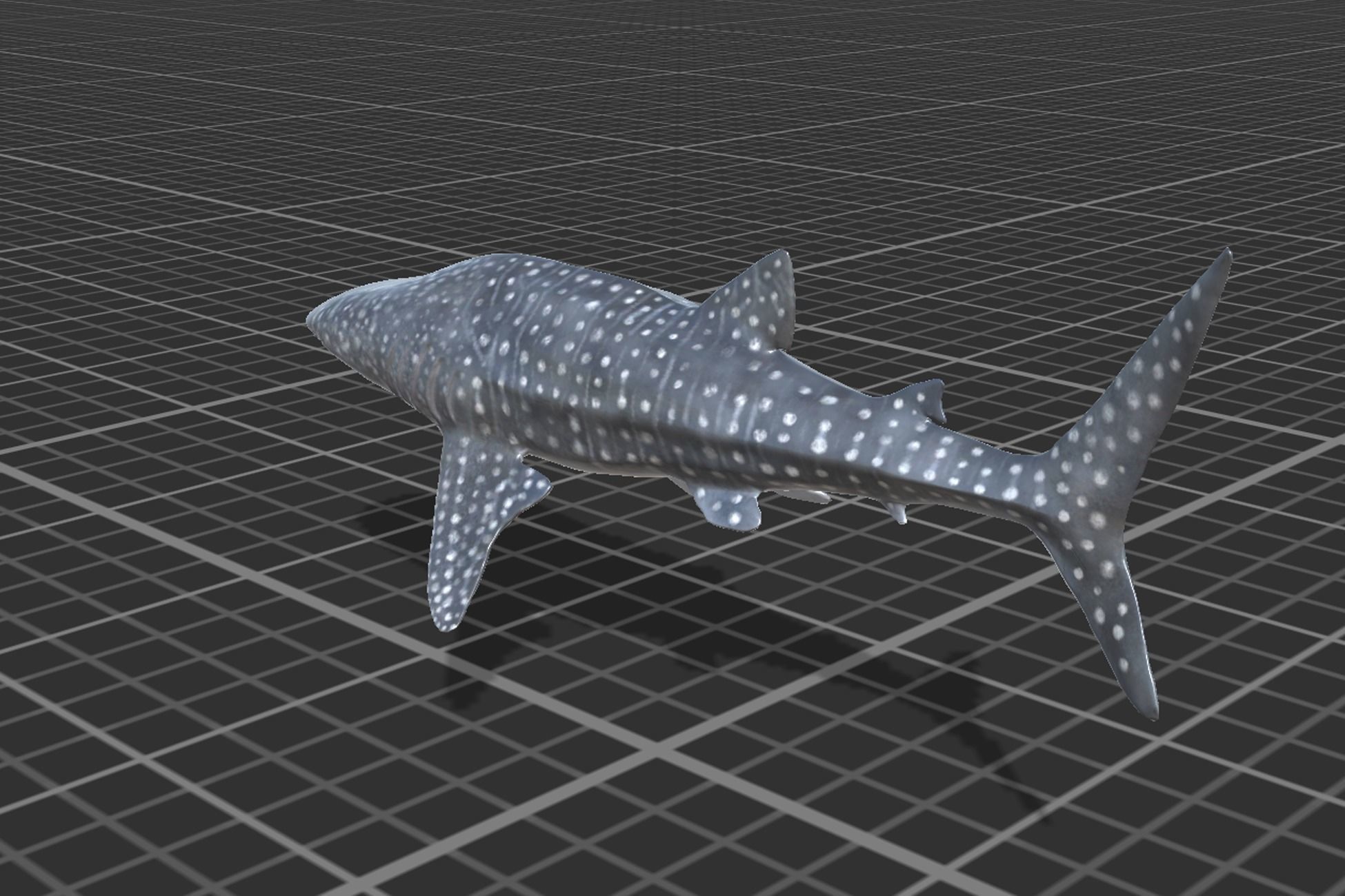 Whale Shark Low-poly 3D model_5