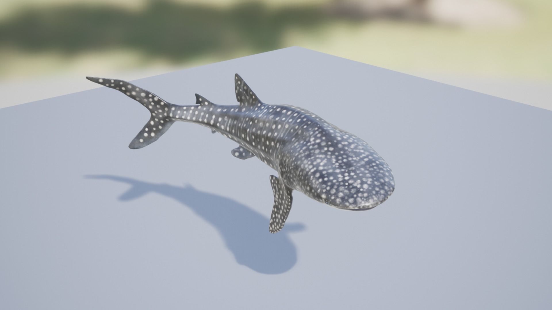 Whale Shark Low-poly 3D model_12