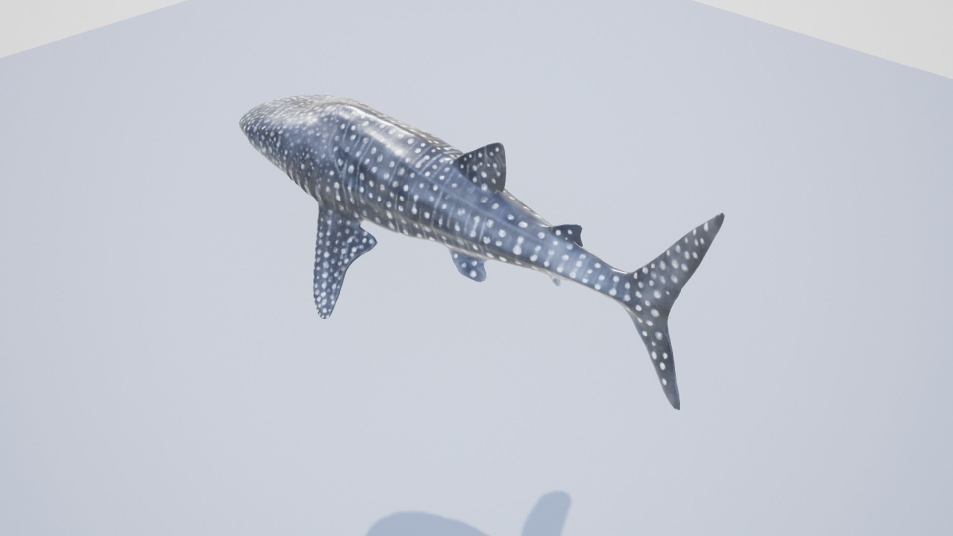 Whale Shark Low-poly 3D model_10