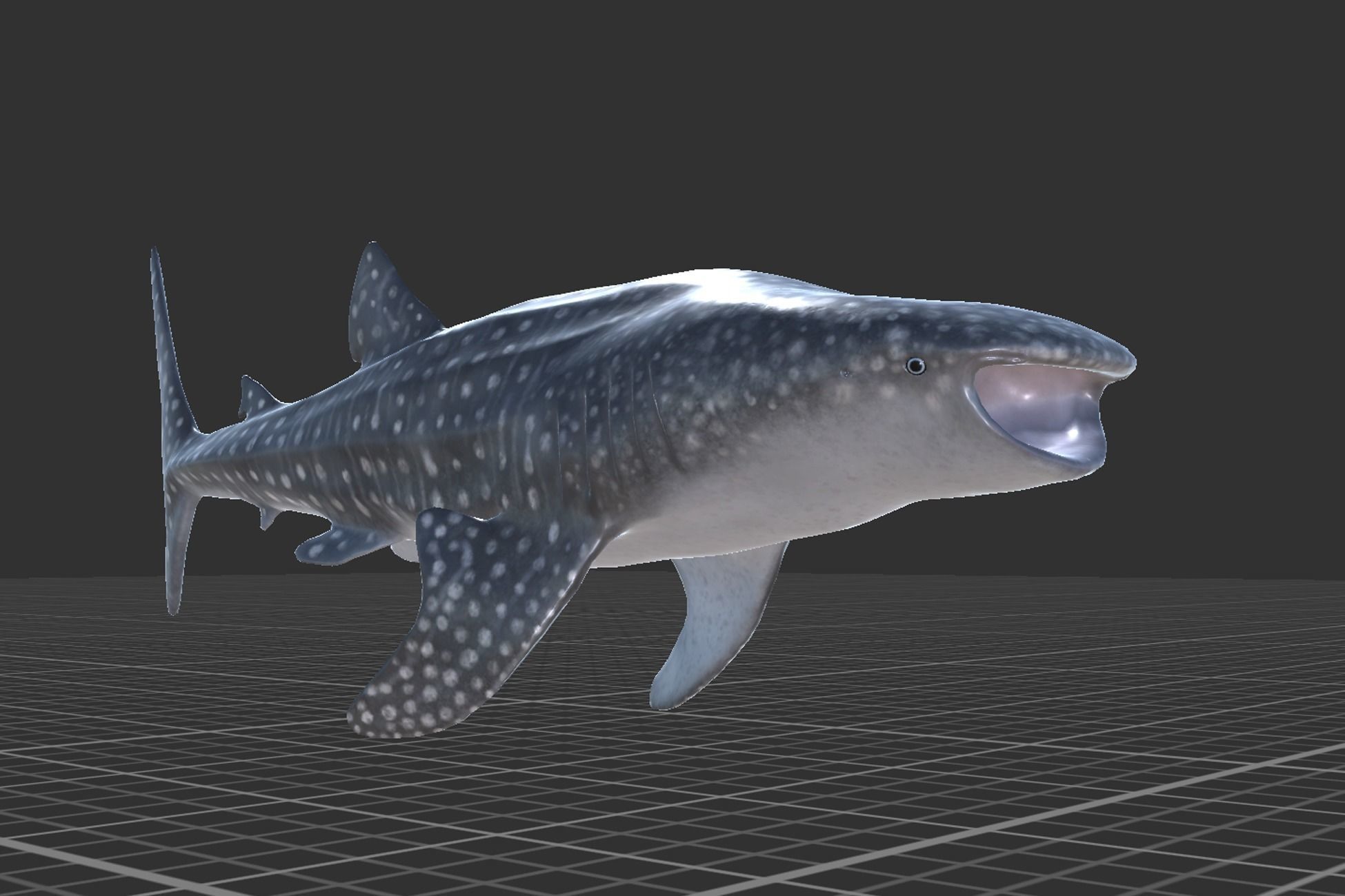 Whale Shark Low-poly 3D model_9