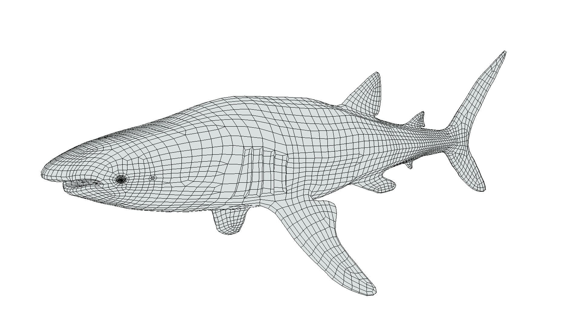 Whale Shark Low-poly 3D model_3