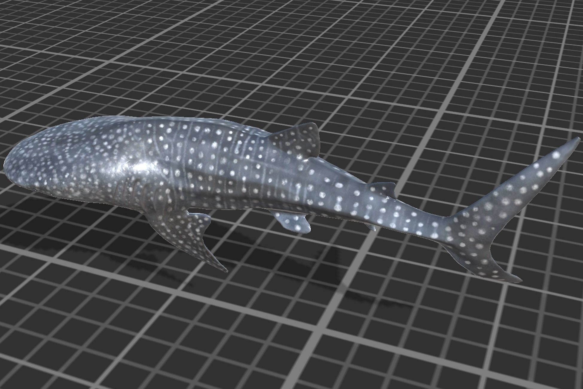 Whale Shark Low-poly 3D model_11