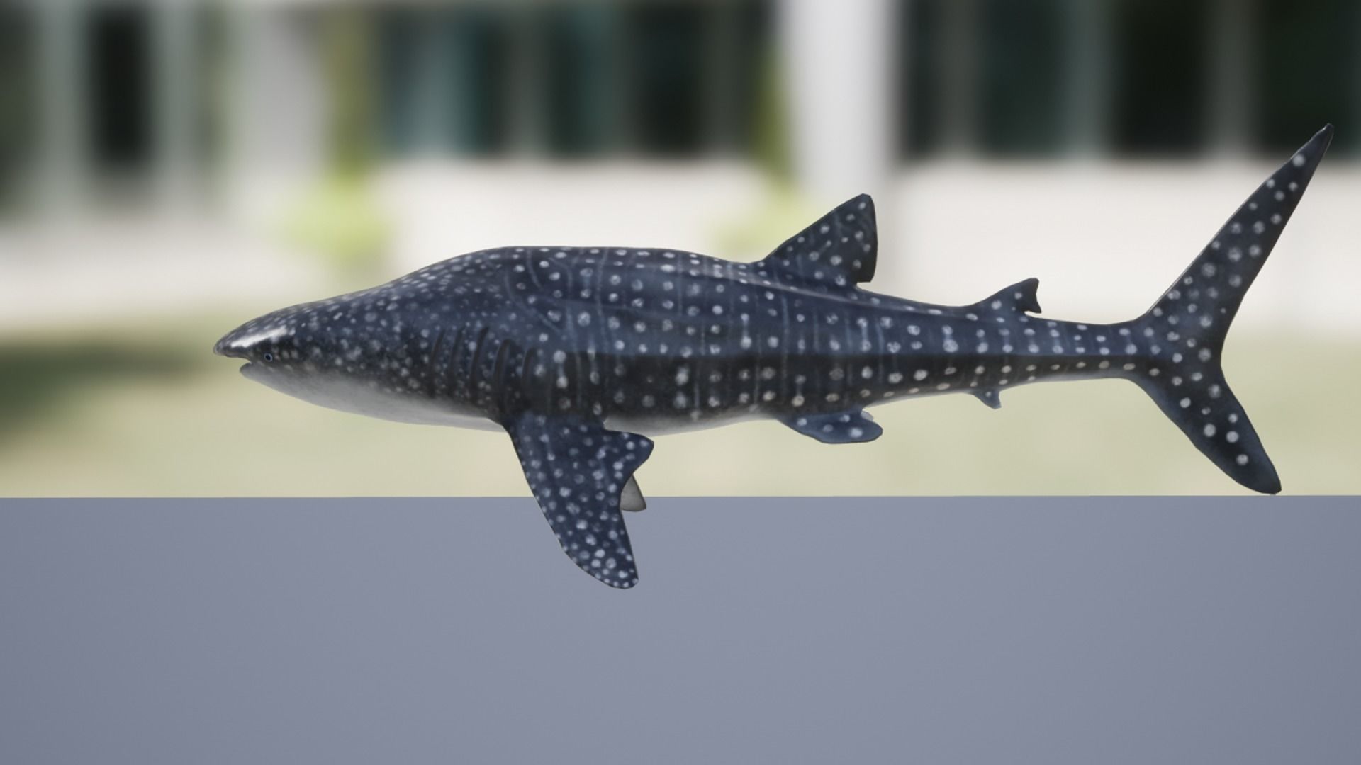 Whale Shark Low-poly 3D model_6