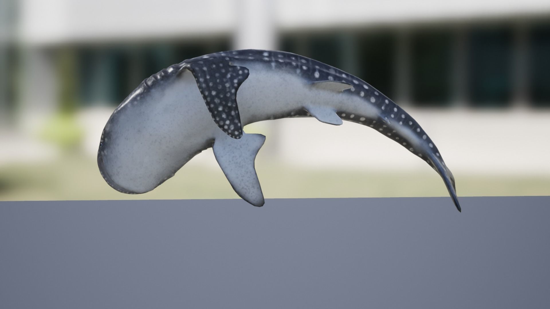 Whale Shark Low-poly 3D model_13