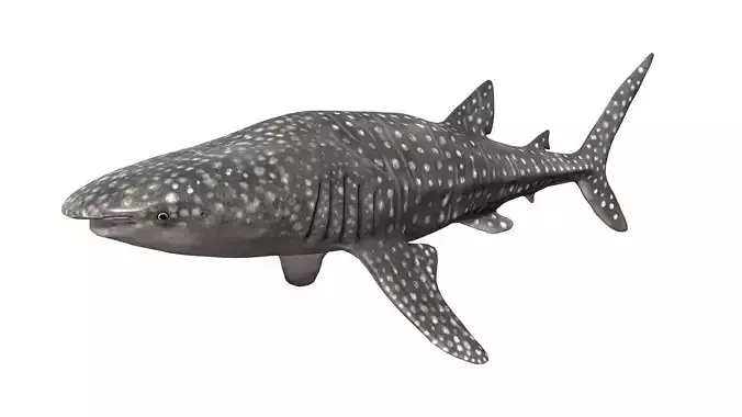 Whale Shark Low-poly 3D model