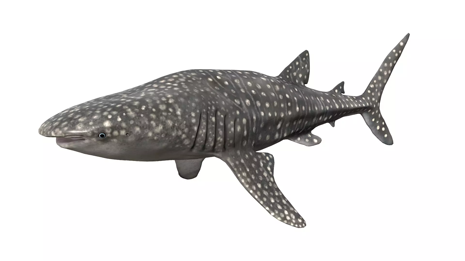 Whale Shark Low-poly 3D model_0