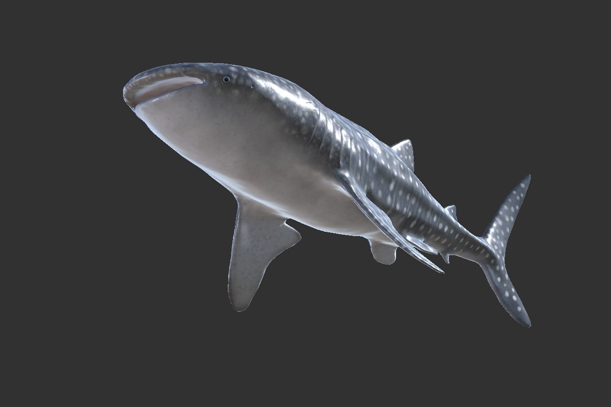Whale Shark Low-poly 3D model_7