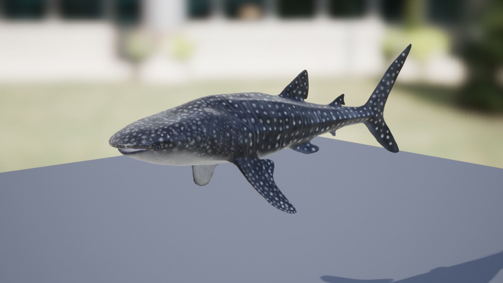 Whale Shark Low-poly 3D model_8