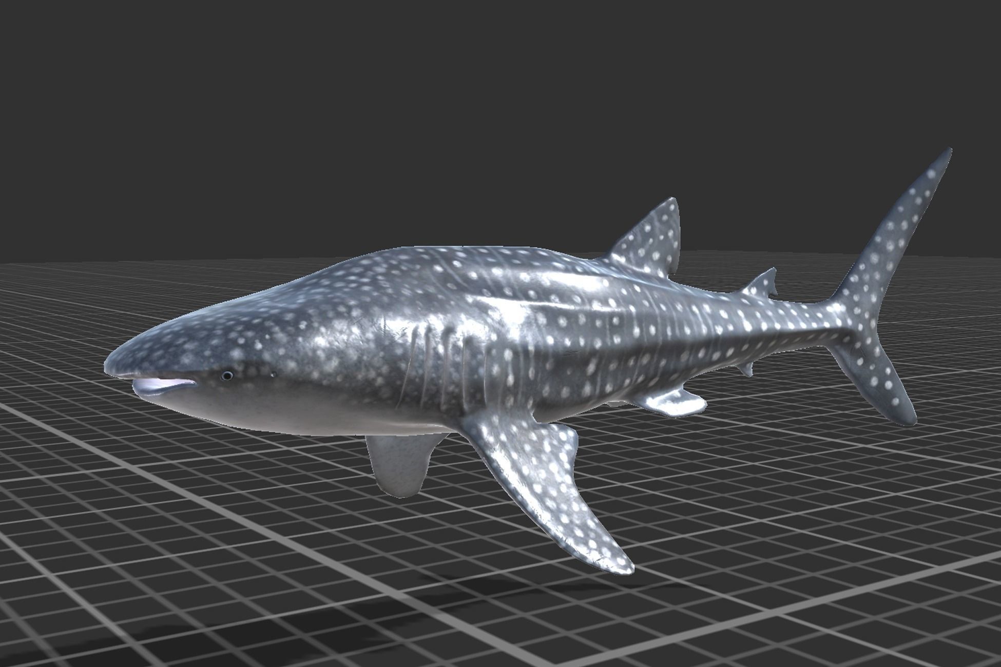 Whale Shark Low-poly 3D model_4