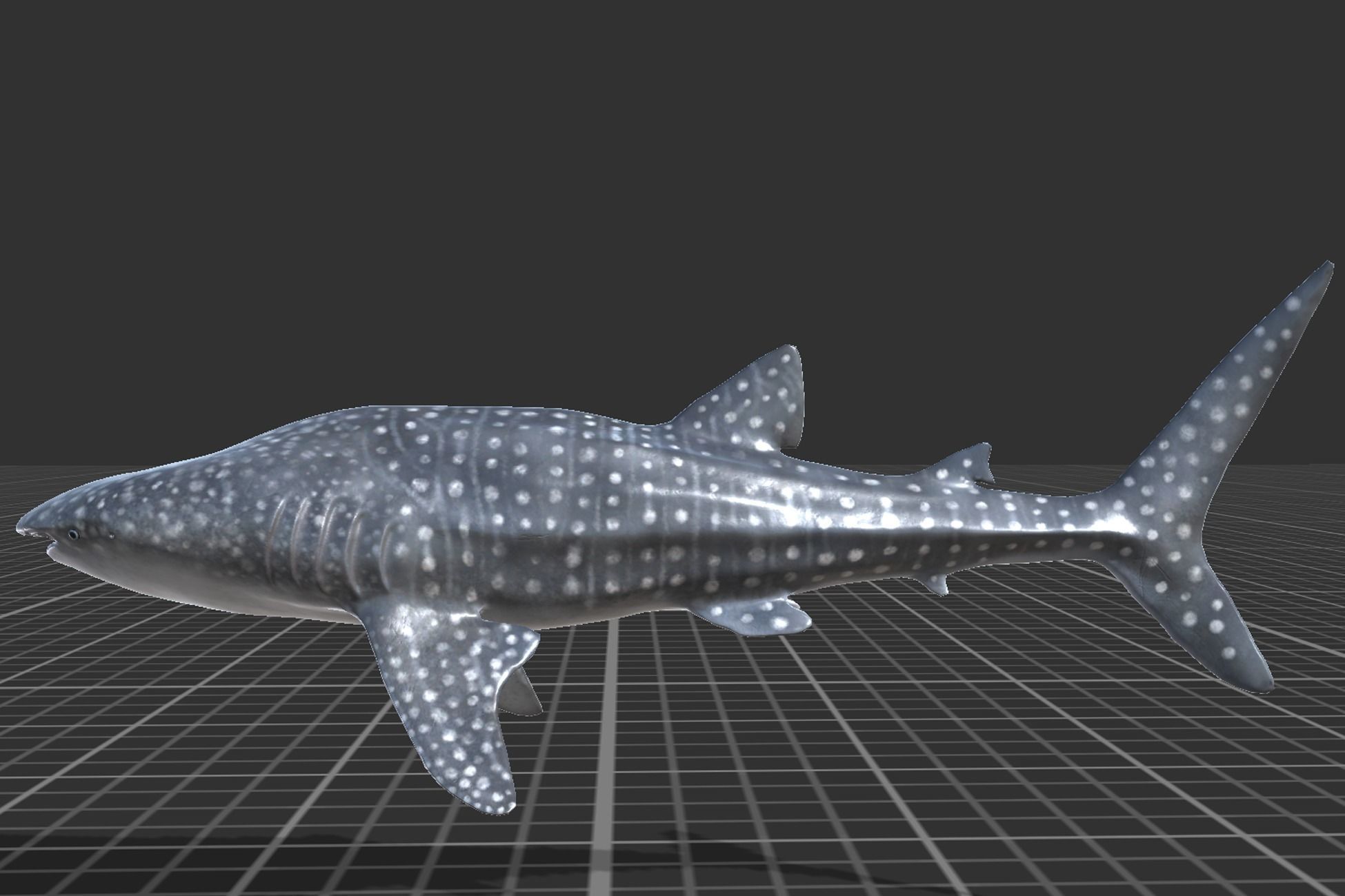 Whale Shark Low-poly 3D model_2