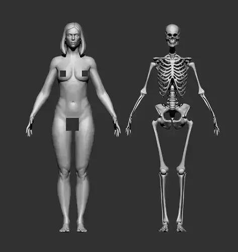 Female anatomy 3D model