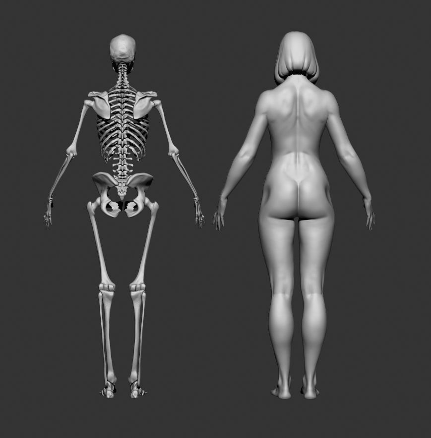 Female anatomy 3D model_2