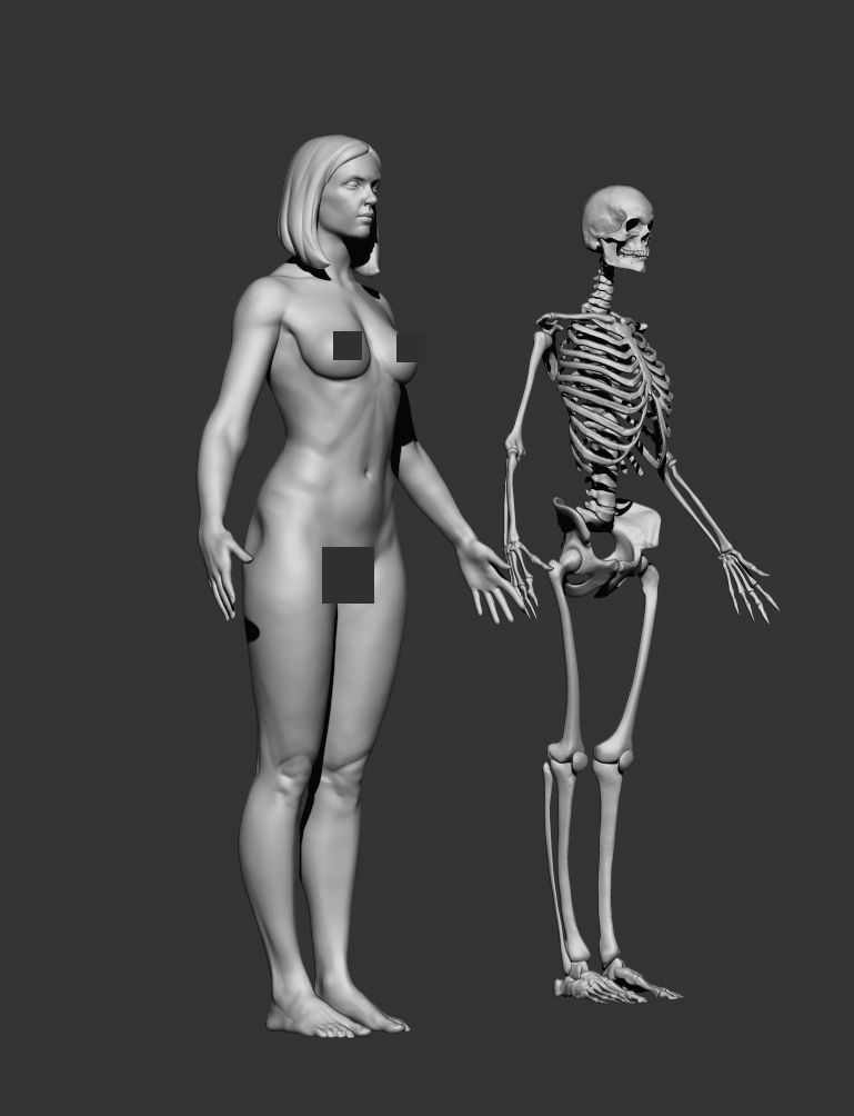 Female anatomy 3D model_1