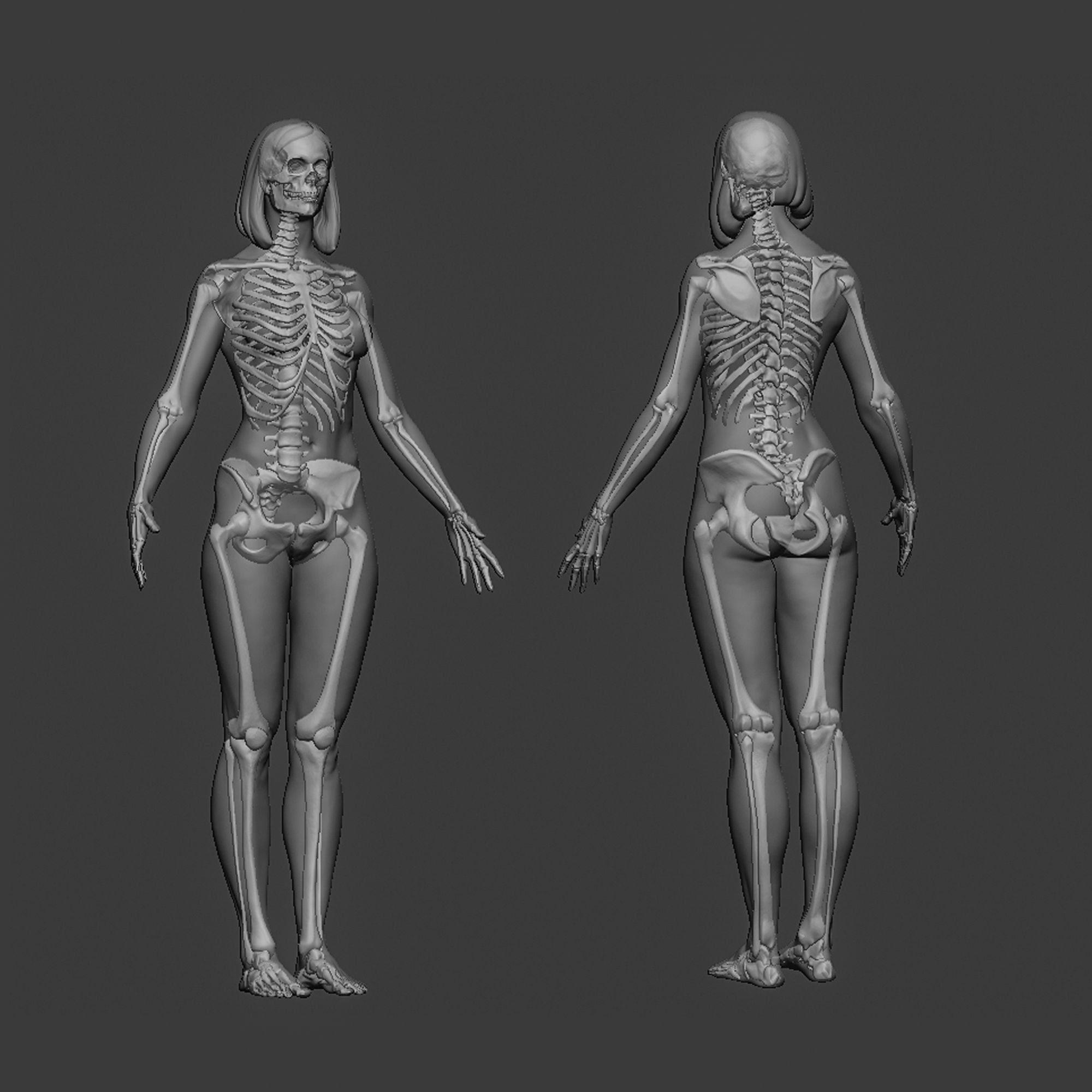 Female anatomy 3D model_3