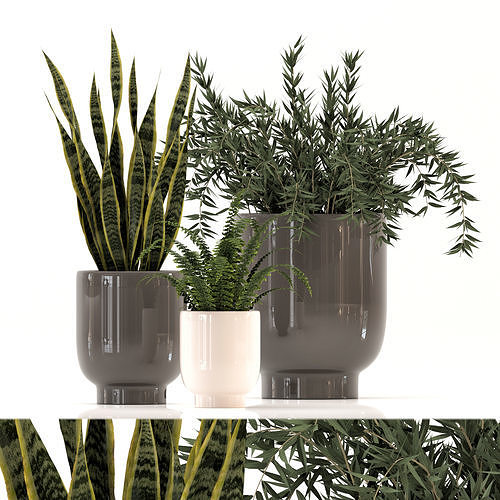 Collection of plants-003 3D model