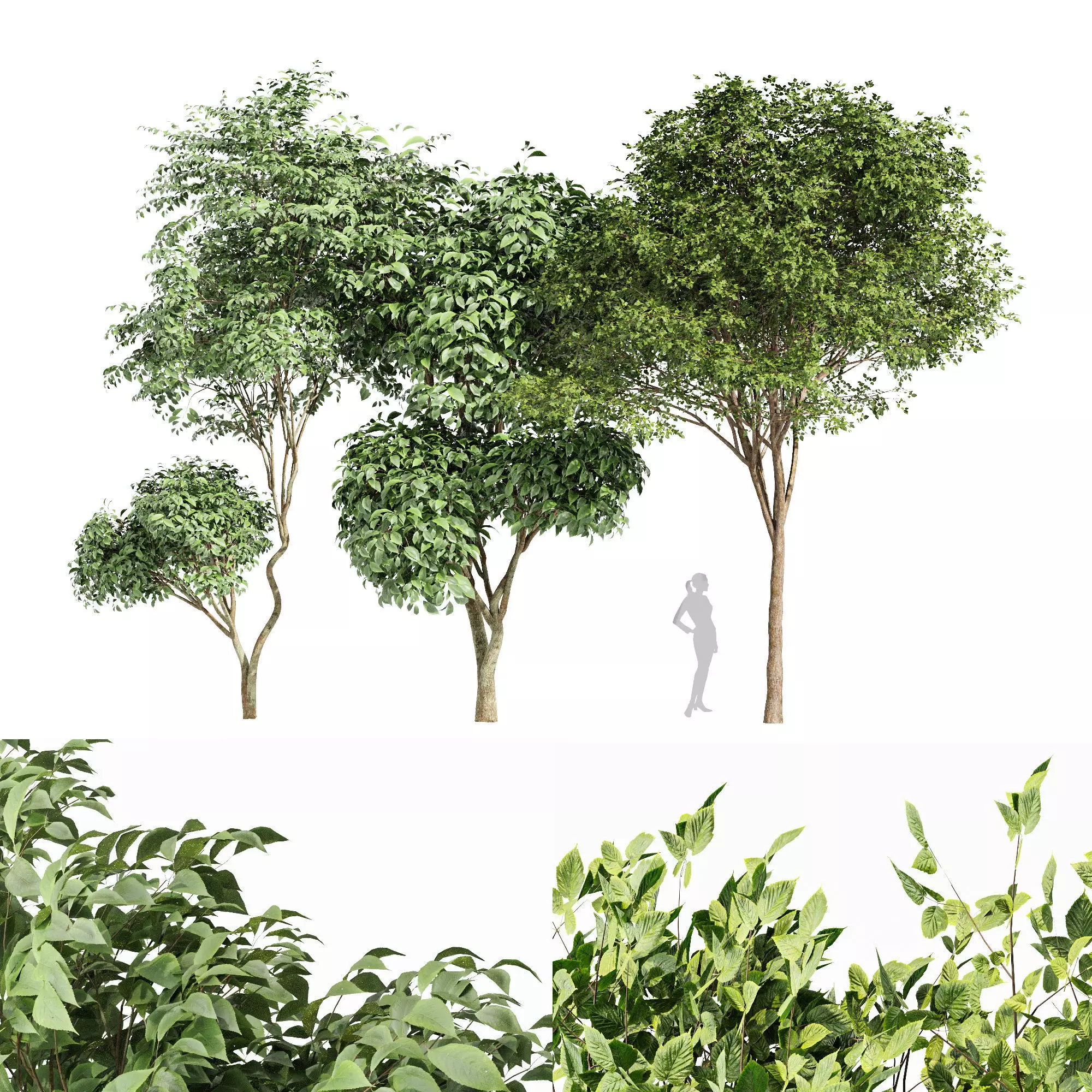 2tree Gray Alder Alnus incana Beautiful Japanese Cherry Leaf 3D model