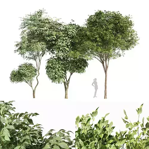 2tree Gray Alder Alnus incana Beautiful Japanese Cherry Leaf