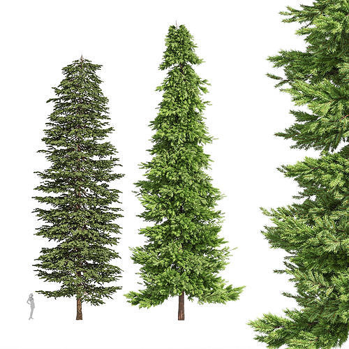 2tree Black Spruce Picea Mariana Pine Spruce 3D model