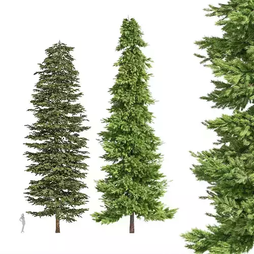 2tree Black Spruce Picea Mariana Pine Spruce 3D model