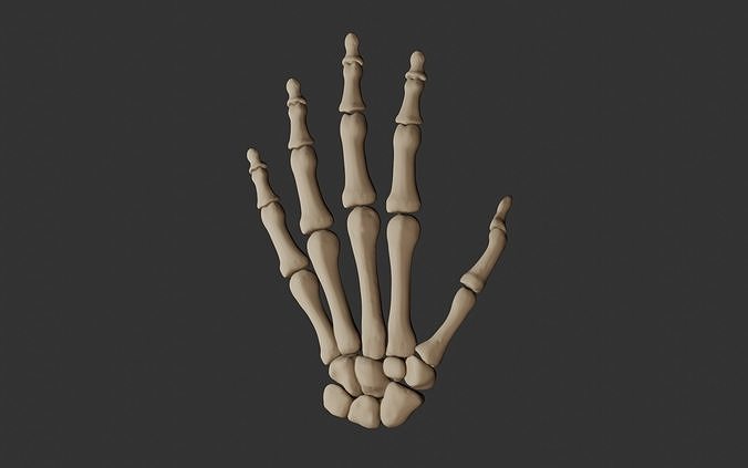 Human Hand Bones 3D model