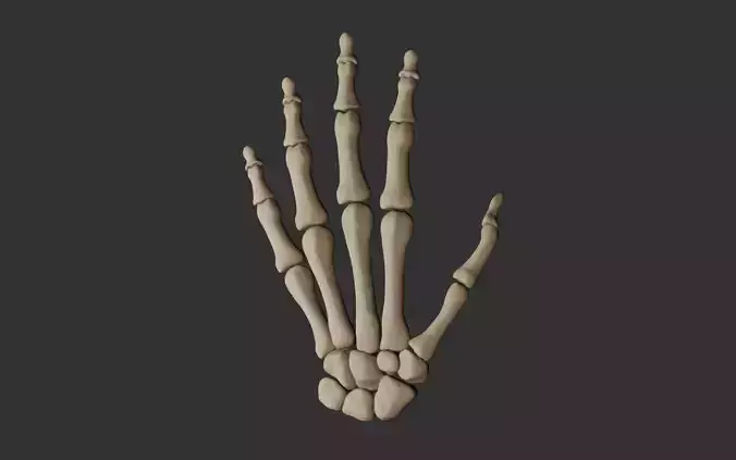 Human Hand Bones 3D model