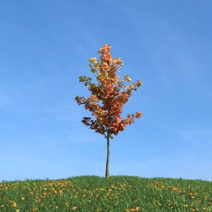 Orange Leaved Tree 3D model_0