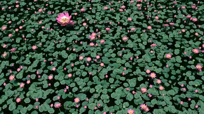 3D Lotus Flower collection low poly PBR 3D model 