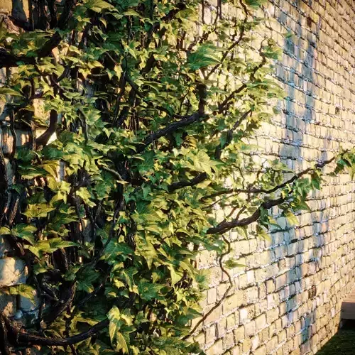 Exterior fencing - Ivy - brick wall